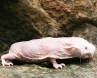 Mole rats, survival, brain cells survival to be studied from mole rats, Mole rats