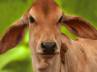 K. Jayakrishna, K. Jayakrishna, cow s urine costlier than milk, Urine