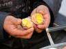 Urine-soaked eggs, Urine-soaked eggs, china urine soaked eggs tasty treat for spring, Eggs