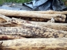Lorries intercepted, smuggled fragrant timer, six tons red sanders seized in chittoor district, Chased