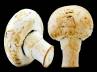 fungi., cancer, mushroom helps us defeat cancer, Mushroom