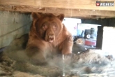 bear, man finds bear the deck, man finds massive bear under his deck, Bear