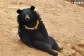 bears treated as puppies, bears treated as puppies, adopted bears mistaking them to be puppies, Bear