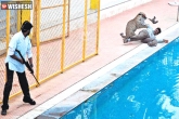 Leopard in school, Leopard in Bengaluru school, leopard enters bengaluru school threatens many, Leopard