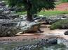 scattered, residents, 15 000 crocodiles escaped from farm, Residents