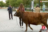 viral videos, viral videos, bull behind prank, Prank