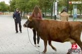 bull behind prank, funny videos, bull behind prank, Prank