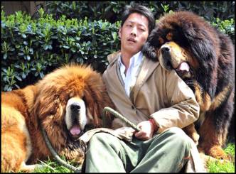 Mastiff dog sold for US $ 2 Million