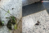 Rare Incident: Hundreds of cockroaches released from courtroom
