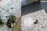 cockroaches in court news, cockroaches in court updates, rare incident hundreds of cockroaches released from courtroom, Released