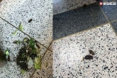 cockroaches in court pictures, cockroaches in court latest, rare incident hundreds of cockroaches released from courtroom, Released