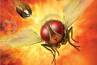 Makkhi, Makkhi, eega off to bollywood as makkhi, Rowdy rathore