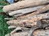 Smuggling, Smuggling, red sanders worth 3 cr dump unearthed in kadapa, Red sanders