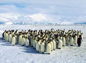 Breeding cycles of Penguins affected by global warming