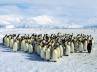 Chinstrap, Antarctica, breeding cycles of penguins affected by global warming, Penguins