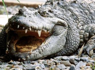 Depressed Thai woman becomes food for a Croc!