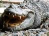 Thailand, Thai woman, depressed thai woman becomes food for a croc, Thailand