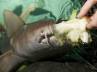 Florence, PETA, this shark is veggie by choice, Shark