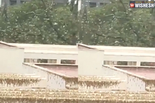 After Gurugram, Desert Locusts Reach Delhi Outskirts