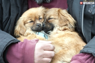 Couple pays $100,000 to have their dead dog cloned
