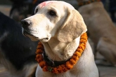 , , proof dogs are better than human beings, Human beings