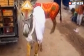 Telangana rains 2019, Telangana rains, donkeys married for telangana rains, Donkey marriage