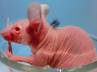 bald hair, Japan, japanese scientists working towards finding cure for baldness, Baldness