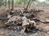 TRAFFIC, Cameroon killing activity, poachers kill 200 elephants in cameroon killing activity, Gambo haman