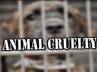 N. Sowkshajee, mercilessness to dog, watch man held for mercilessness to dog, Traya