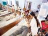 new dengue cases, dengue in delhi, breaking 36 new dengue cases in delhi, Dengue cases