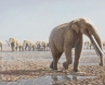 Social animal, About Elephants, pachyderm colonies exist 7 mn years report, About elephants