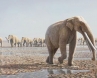 Mleisa 1, Mleisa 1, pachyderm colonies exist 7 mn years report, About elephants