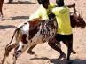 Jallikattu on Mattu Pongal in Chittoor, Eruthazhuvuthal, jallikattu in chittoor district, Bulls