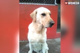 world news, earthquake dog Ecaudor, dog dies after rescuing ecuador earthquake victims, Earthquake in ap