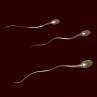 Sperm cross the hurdles to succeed, January 13, sperm face hurdles to succeed, Hurdles