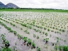 crops submerged, crops submerged, guntur district farmers suffer rs 1000 cr crop loss, Crops