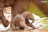 tiny elephant mud bath, small elephant, tiny elephant slips in the mud bath, Lips