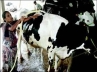 gujarati, Milk maid, crorepati gujrati milkmaid, Gujarati
