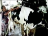 milking, milking, crorepati gujrati milkmaid, Milking