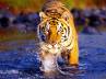 World heritage site, Sundarbans, a shock for the share khan, Wildlife