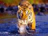 Tiger Conservation Project, Wildlife, a shock for the share khan, Poaching