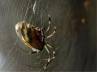 spiders, male spiders ordeal, hon ble mr spider sacrifices to safe guard honor, Spider safeguards