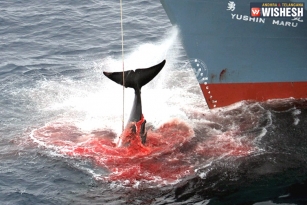 Japan kills 333 minke whales