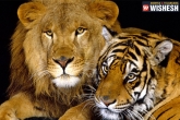 Tiger, Horticulture and Food Processing Minister, tigers lions as pets, Pets