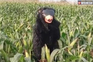 Telangana man wears a bear costume to keep monkeys away from crops
