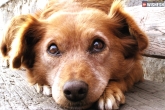 weird news, rape, man rapes a dog, Rapes in up