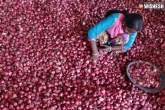 Onions price in Telangana, Onions price in Telangana, telugu states avail centre s onions subsidy, Onions