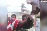 Freaky looking shark updates, Freaky looking shark video, freaky looking shark with one spotted, Tv spot