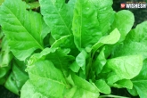 Spinach can help reduce hunger, spinach benefits, spinach is rescue for food craving finds study, Digestion