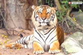 Tigers India Cambodia, Indian tigers to Cambodia, indian tigers to cambodia soon, Cambodia